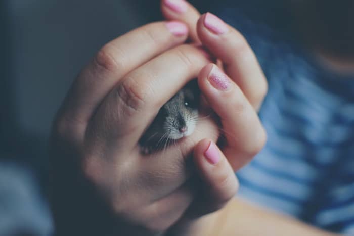 close up woman hands holding a pocket pet with pink fingernails