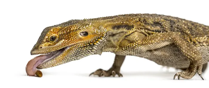 front half of a brown bearded dragon on a profile view with tongue sticking out eating food