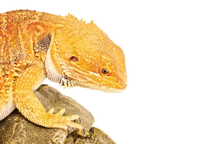 bright orange bearded dragon head on a plain white background