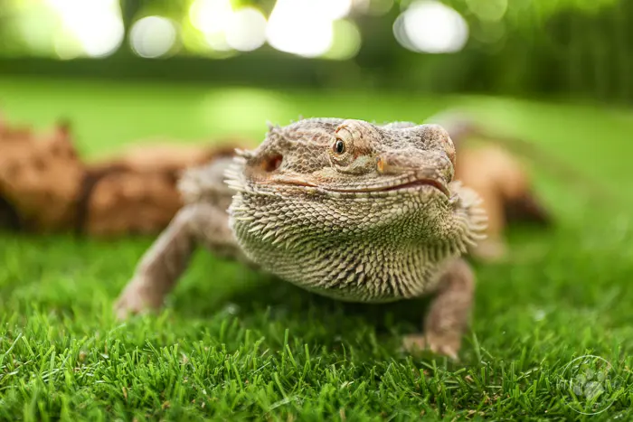 How long does a bearded dragon live in captivity