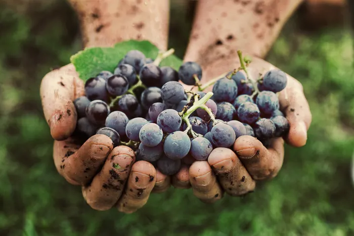 hands holding unwashed purple grape cluster with dirt