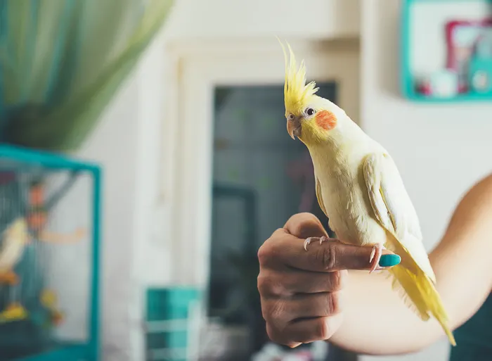 yellow cockatiel perched on a females pointer finger