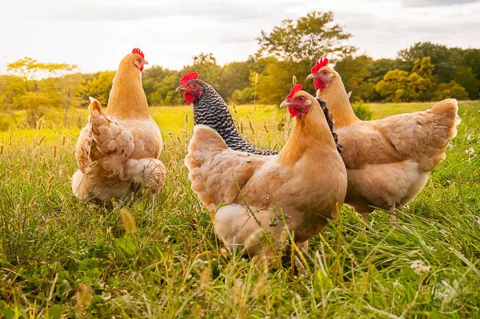 four backyard orange chickens free range in grassy field with sunset behind them