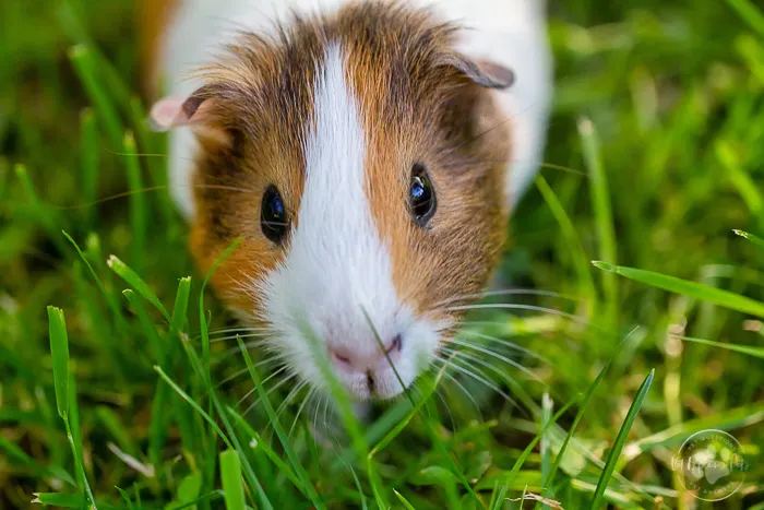 Can Guinea Pigs Eat Asparagus Vet Explains Pets