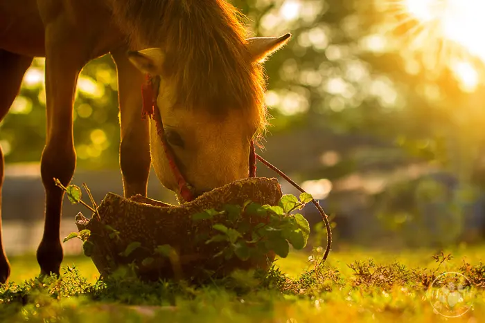 brown bay horse eating out of straw basket on the grassy ground, trees with sunset shining through in background