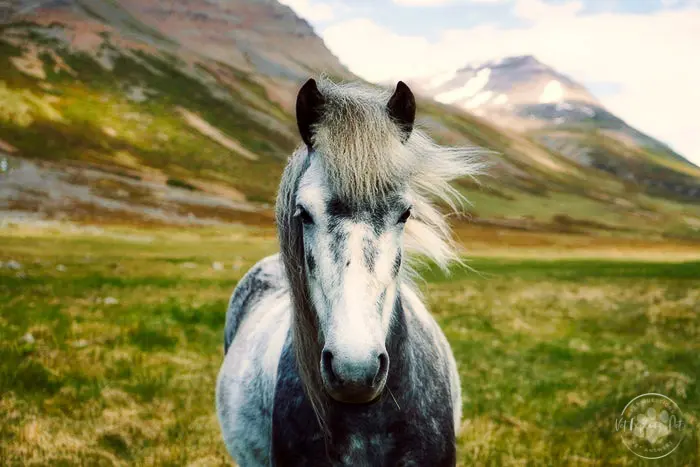 dark grey dapple horse white main in wind along mountain countryside