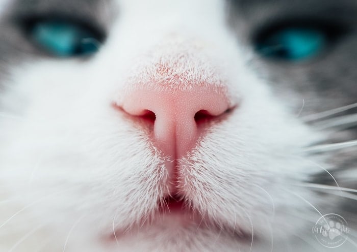 close up image of white and gray cat with pink nose and blue eyes