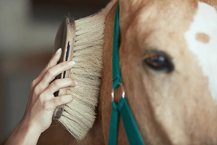 palomino horse with green halter being brushed