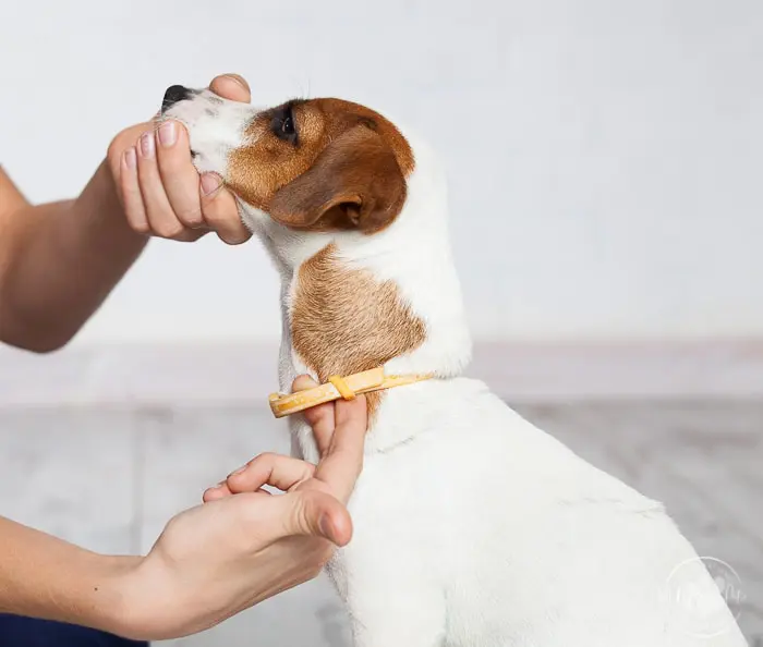 how to make dog collar smaller