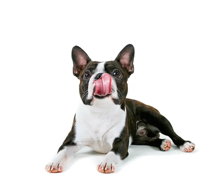 boston terrier licking face