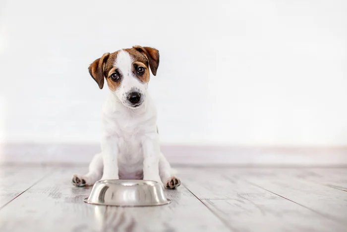 Jack russell dog sitting next to metal food bowl