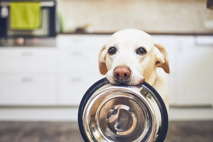 older yellow lab holding food dish in mouth