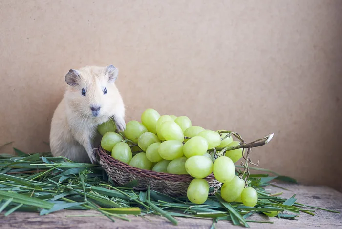 Can you give hot sale guinea pigs grapes