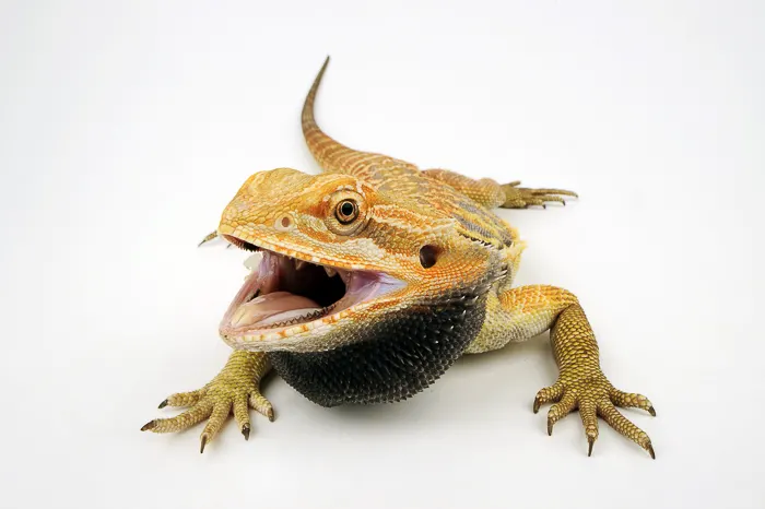 normal bearded dragon