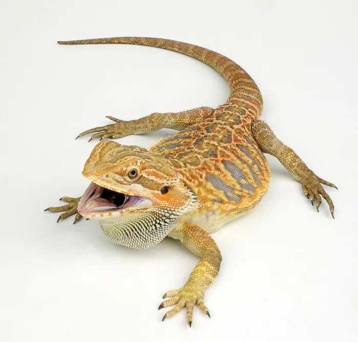 What Is Bearded Dragon Tail Rot Vet Explains Pets