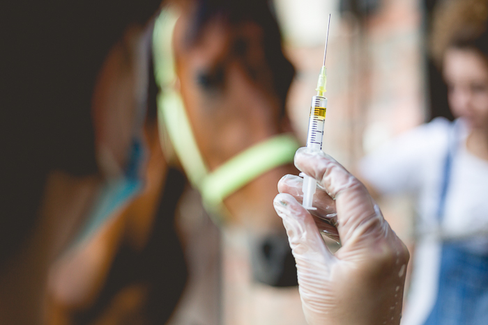 yellow vaccine in gloved hand with blurry horse in background