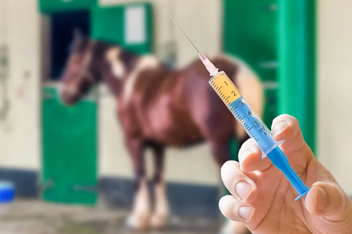 vaccine in gloved hand with horse in background