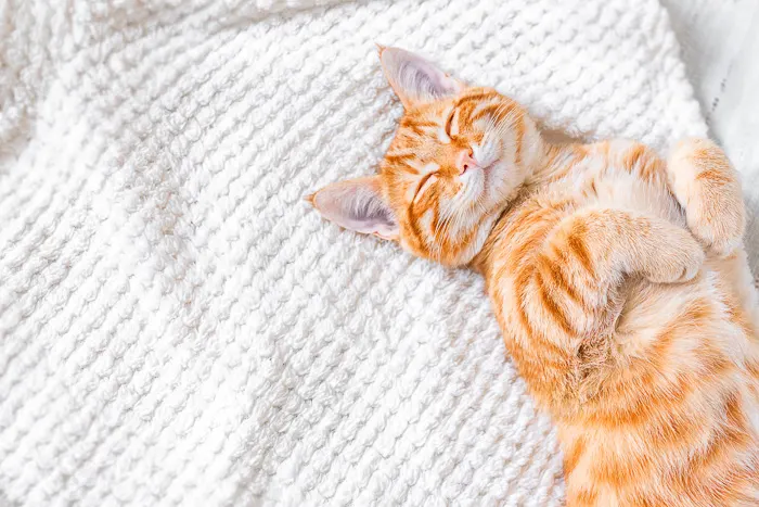 orange tabby cat sleeping on white bed