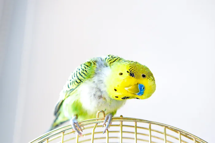 How Long Do Parakeets Live?