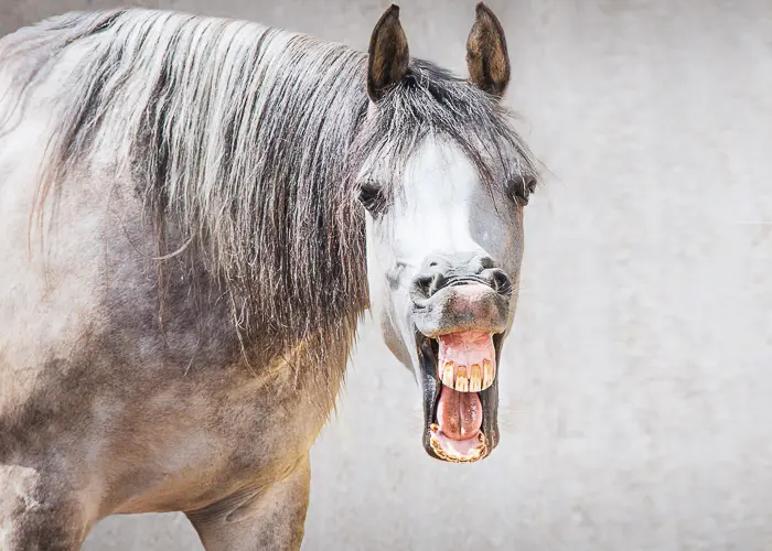 Why Do Horses Bite? Veterinarian Explains!