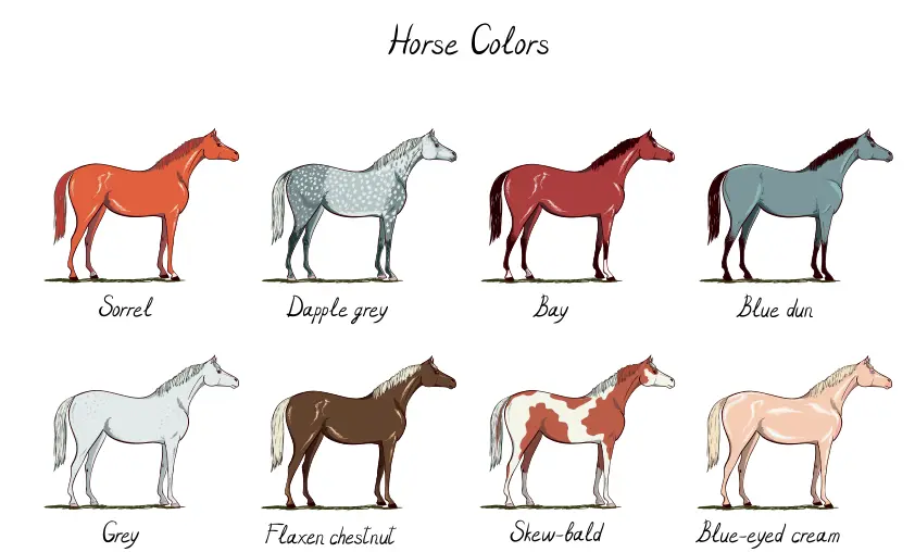 what is a sorrel horse  veterinarian explains