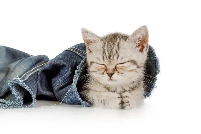 kitten sleeping with eyes shut inside pant leg of blue jeans