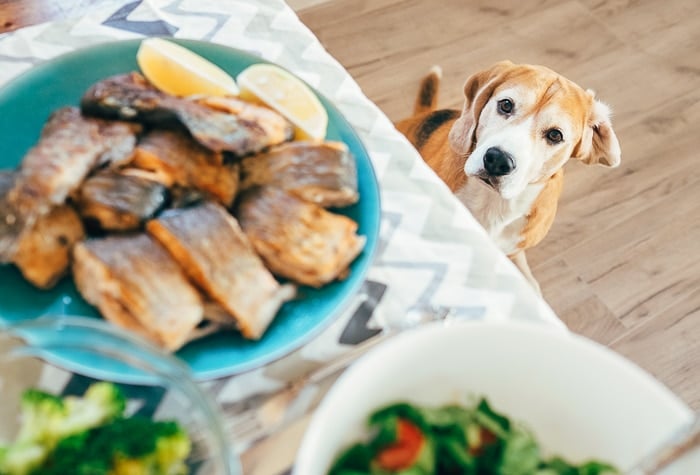 cooked fish on plate on table with beagle dog looking at it