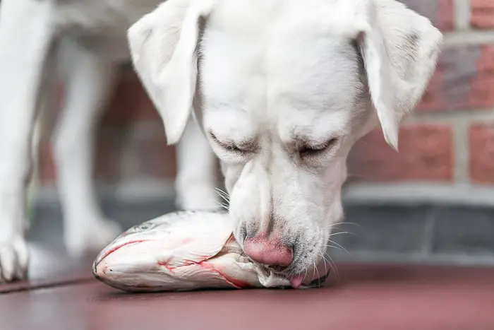 can dogs eat tuna packed in oil