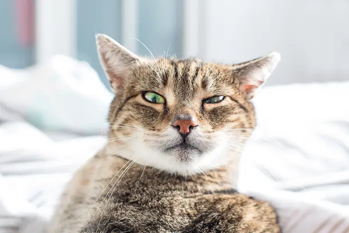 brown tabby cat with smirk on face