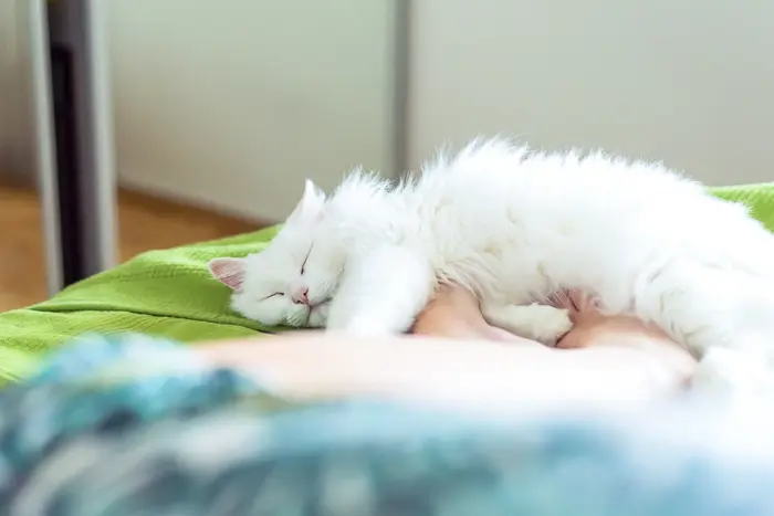 white cat sleeping on bed