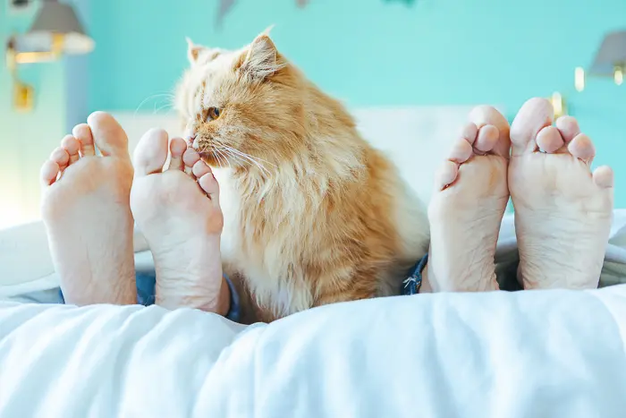 cat taking up whole bed