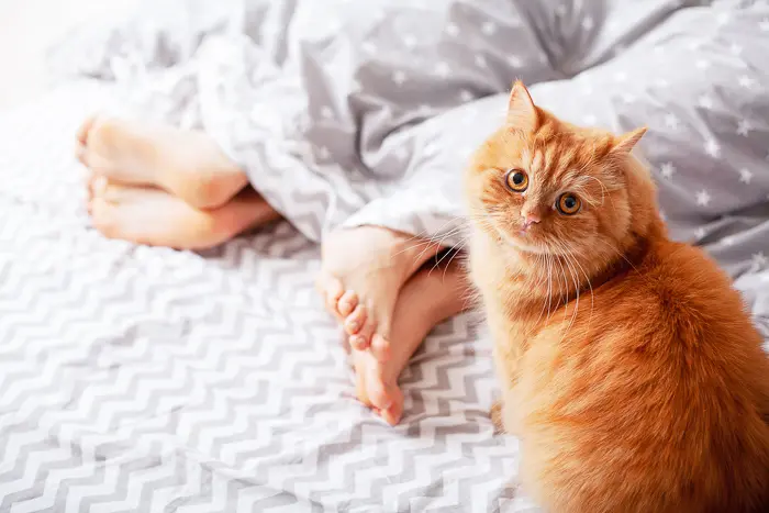 orange tabby cat in bed with owners