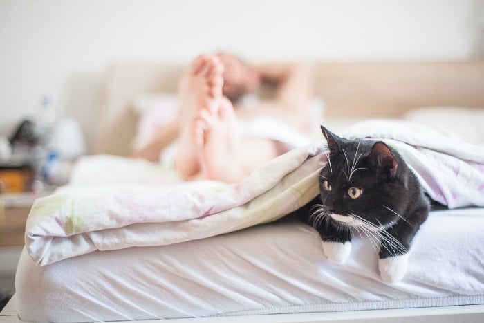 black and white cat peeking out from between bed covers