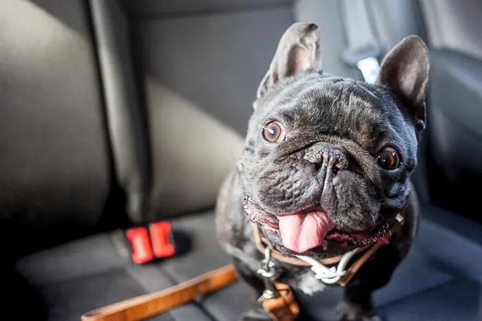 black french bulldog sitting in car