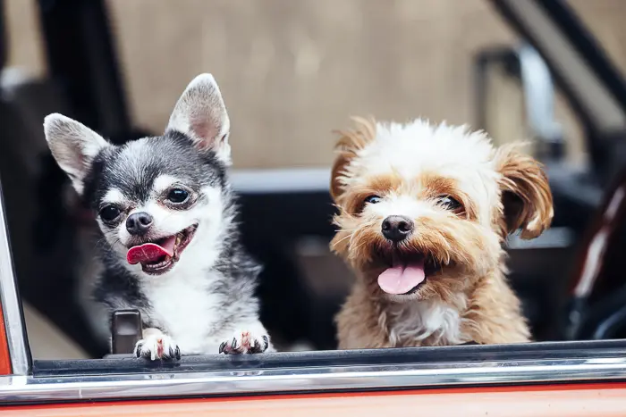 a chihuahua and a havanese dog looking out the passenger window of a car