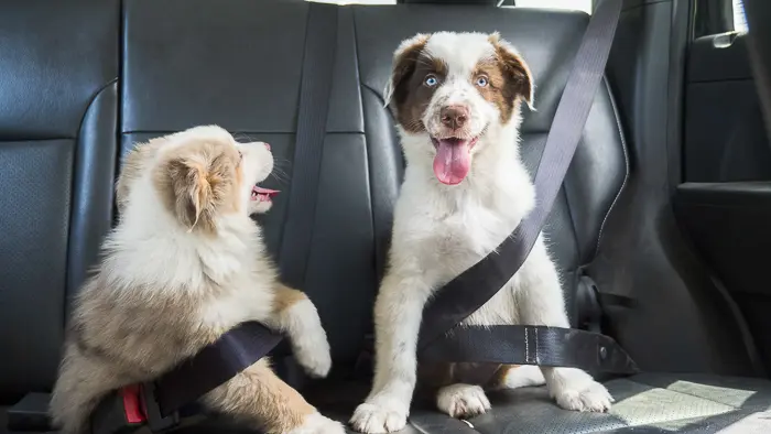 two shepherd mix puppies strapped into seat belts in backseat of car