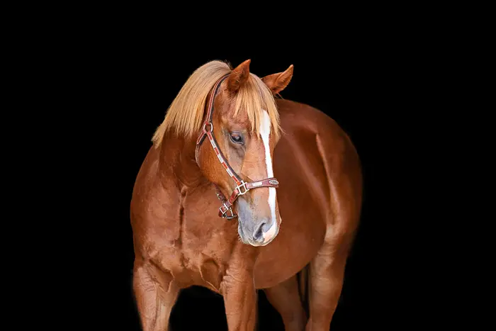 sorrel horse with black background