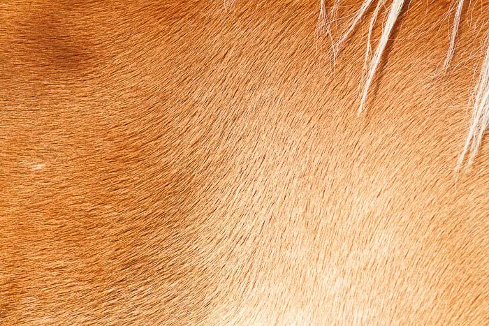 close up view of sorrel horse hair coat