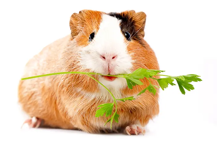 what could guinea pigs eat