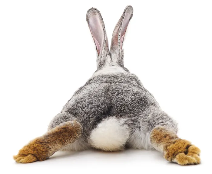 Do Rabbits Shut Their Eyes When They Sleep? 