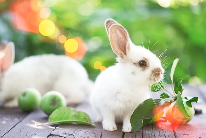 two white bunnies outside with sun flare