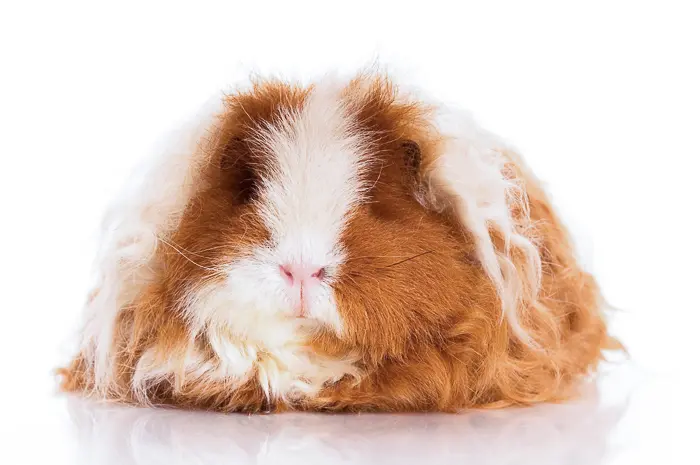 silkie guinea pigs