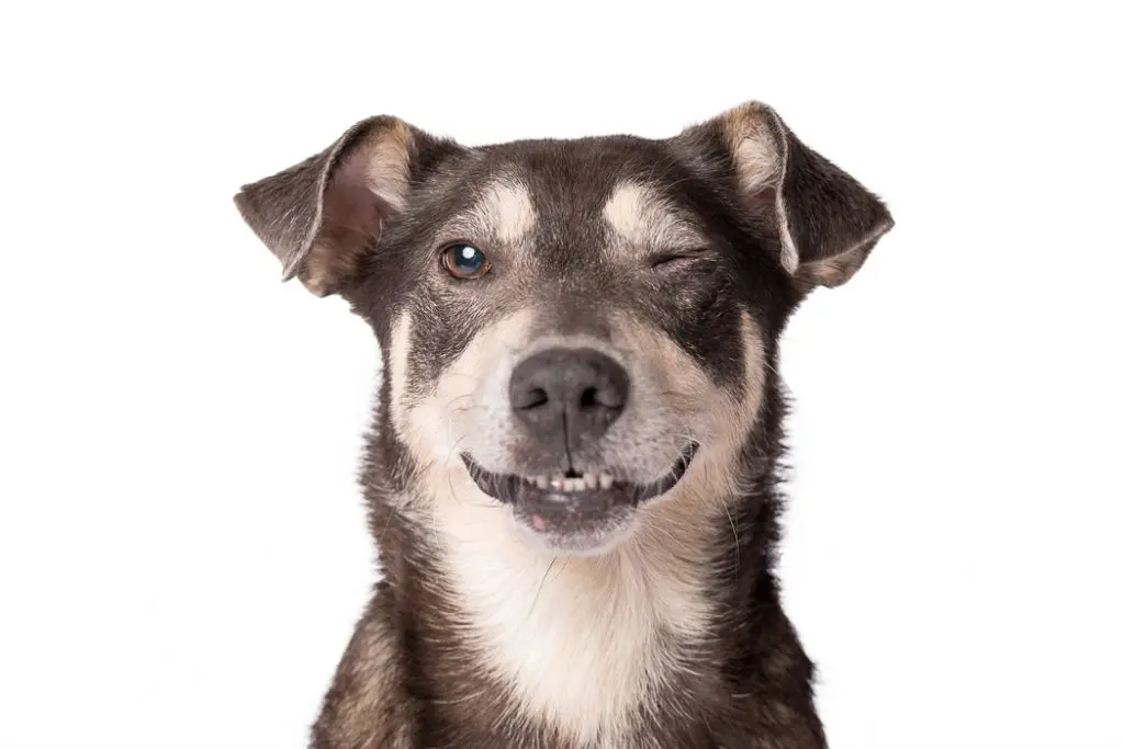 terrier dog blinking one eye