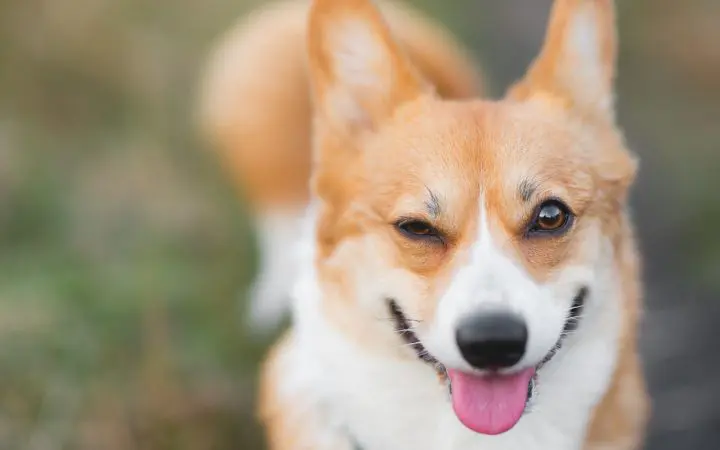corgi dog on grass winking right eye shut