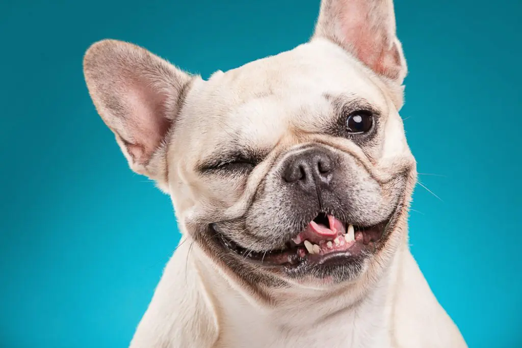 french bulldog blinking at camera