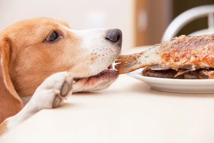 beagle dog taking a piece of meat off of a plate on dining table