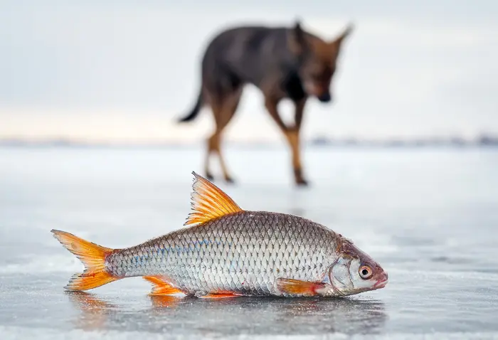 can dogs have fish everyday