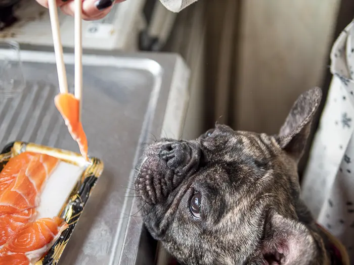 Can Dogs Eat Fish? - Vet Explains Pets