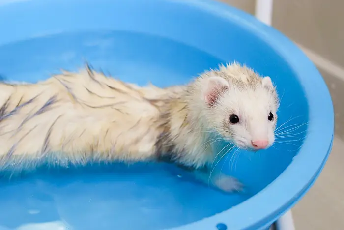 Do Ferrets Smell Vet Explains Pets