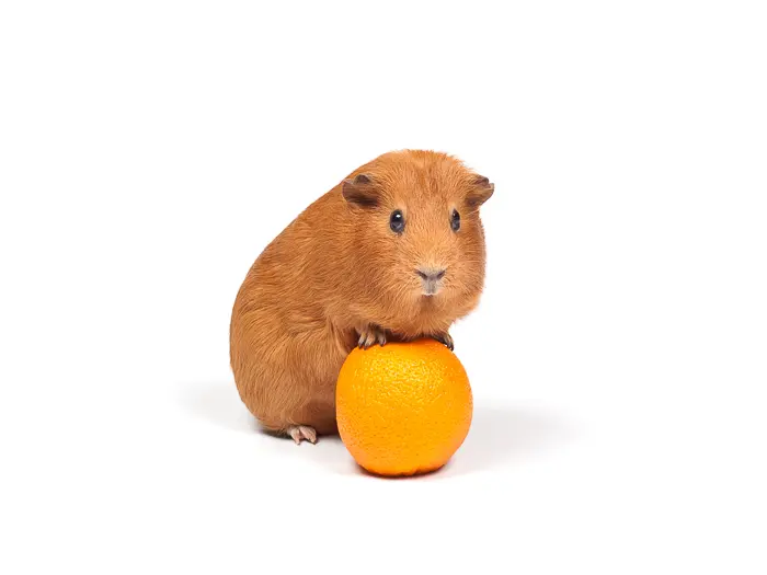 Can Guinea Pigs Eat Oranges Vet Explains Pets